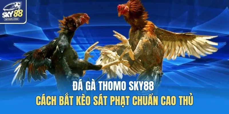 Đá gà Thomo